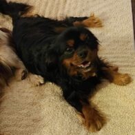 Available Dogs - Cavalier Rescue Trust